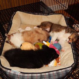 Rottweiler and Toy Shetland Sheepdog Puppies from Mountain High Kennels