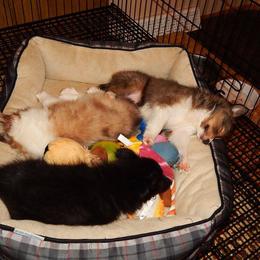 Rottweiler and Toy Shetland Sheepdog Puppies from Mountain High Kennels