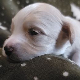Boy 2 - Havapoo puppy from Little Wyo Doodles