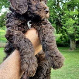 BREEZY - Chocolate female Goldendoodle puppy in Jeddo, Michigan from Bert's Doodles
