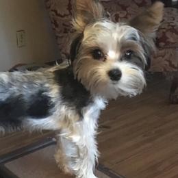 Riley - Yorkshire Terrier