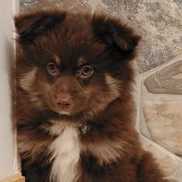 Boy 2 - Chocolate male Pomsky puppy in Gladstone, Virginia from Rustic Charms Miniature Huskys
