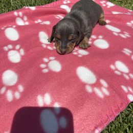 Dachshund Puppies from TLC Dachshund
