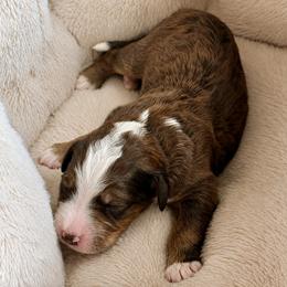 Patch - Chocolate merle male Bernedoodle puppy in Springville, Utah from Oodles of Bernedoodles