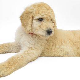 Poodle Puppies from DoodleHaven