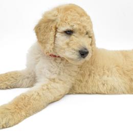 Poodle Puppies from DoodleHaven