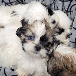 Shih Tzu Puppies from Shih Tzu Playhouse