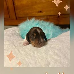 Snickers - Chocolate and tan male Dachshund puppy in Louisa, Kentucky from Mini Doxies of Eastern KY