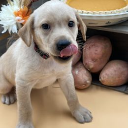 Maroon - Yellow male Labrador Retriever puppy in Heath Springs, South Carolina from Rich Hill Retrievers