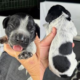 Blue roan girl - Blue roan female English Cocker Spaniel puppy in Millen, Georgia from Pine Hill Kennels