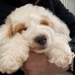 Goldendoodle puppies from Happy Day Doodles