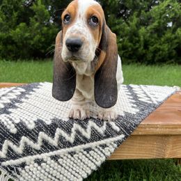 Fifi La Fume - Black white and brown female Basset Hound puppy in Lone Jack, Missouri from Wee Little Bassets