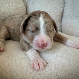 Hartley - Red merle male Aussiedoodle puppy in Jackson, Tennessee from Dinah Doodles and Aussies