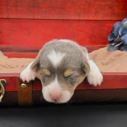 Skye(Sugar) - Blue female Pembroke Welsh Corgi puppy in Dickeyville, Wisconsin from J&R Shepherds & Corgis