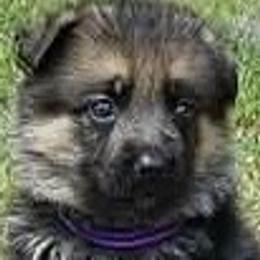 Purple Collar Puppy 1 - Black and red male German Shepherd puppy in Central Florida, Florida from Vom Furstenhund