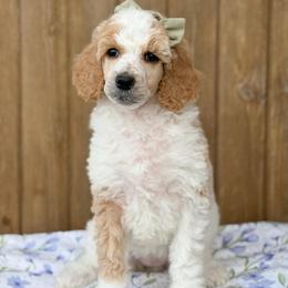 Pearl - Parti female Poodle puppy in Bellville, Ohio from Cedar Ridge Standard Poodles