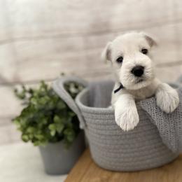 Miniature Schnauzer Puppies from Schnauzers on Robinson Lane
