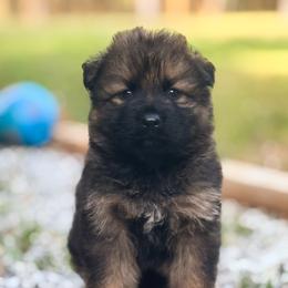 Male 2 - Sable male German Shepherd puppy in Pickens, South Carolina from Von Maqqedah Haus German Shepherds
