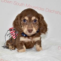 Chocolate and cream girl - Dapple female Dachshund puppy in Seminary, Mississippi from Down South Mavericks Dachshunds