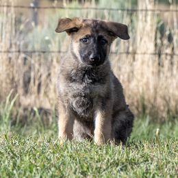 Augustus - Sable male German Shepherd puppy in Klamath Falls, Oregon from Von Merkley German Shepherds