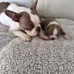 Boston Terrier Puppies from Designers Boston Terriers