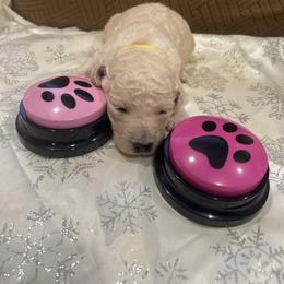 Allie - White female Poodle puppy in Mobile, Alabama from Semmy’s Standard Poodle LLC