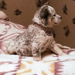 Australian Cattle Dog Puppies from Buffalo Valley AKC Australian Cattle Dogs
