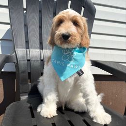 Rex - Caramel cream male Labradoodle puppy in Plainfield, New Jersey from Caris Paws Poodles and Doodles