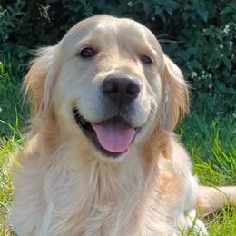Golden Retrievers from Vollbach Farm