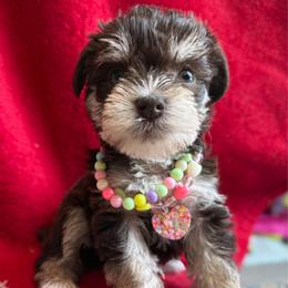 Dumpling - Liver female Miniature Schnauzer puppy in La Mirada, California from SchnauzersRus