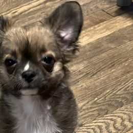 Chihuahuas from Lils Chihuahua WV