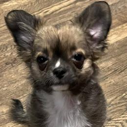 Chihuahuas from Lils Chihuahua WV