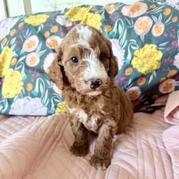 Puppy 2 - Apricot male Irish Doodle puppy in Bloomfield, Iowa from Schooley Doodles