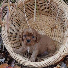 Stark - Ruby male Cavalier King Charles Spaniel puppy in Lula, Georgia from Cavaliers by Crumley