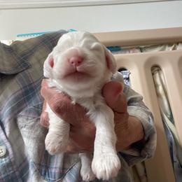 Snow - Buff and white female Cockapoo puppy in Sewell, New Jersey from Della Luna Cocker Spaniels and Cockapoo Puppies