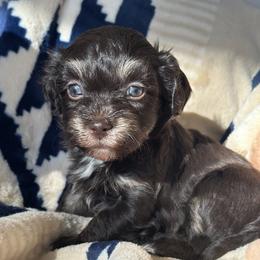 Luna - Chocolate female Havanese puppy in Arizona from HavaDoggie