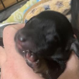 Male black and tan smooth coat - Black and tan male Dachshund puppy in Bethany, Connecticut from Mardox Dachshunds