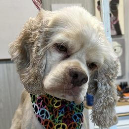 Baylor - Cocker Spaniel