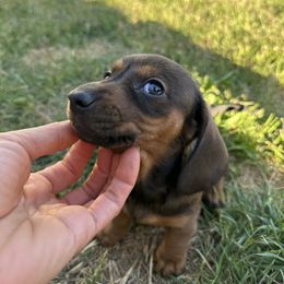 Dachshund Puppies from Harrison Farm