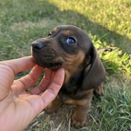 Dachshund Puppies from Harrison Farm