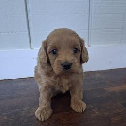 Lily F1b - Red female Cavapoo puppy in Centerton, Arkansas from Velvet Paws Cavapoos