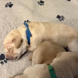 Blue collar - Light golden male Golden Retriever puppy in Indianapolis, Indiana from ZuGolden Retrievers & Doodles
