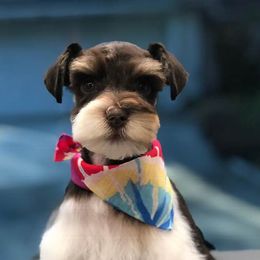 Miniature Schnauzers from SchnauzerVille