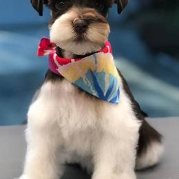 Miniature Schnauzers from SchnauzerVille