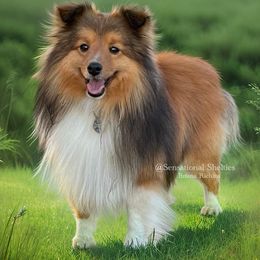 Falyn - Toy Shetland Sheepdog