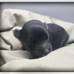 Elwood - Black and silver male Miniature Schnauzer puppy in Saratoga Springs, Utah from Happy Beard Schnauzers