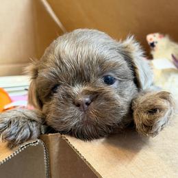 Blue boy - Lilac male Shih Tzu puppy in Berkeley Springs, West Virginia from Sandridge Shih Tzus