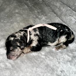 Light pink collar - Merle female Goldendoodle puppy in Sanderson, Florida from Serenity Goldendoodles