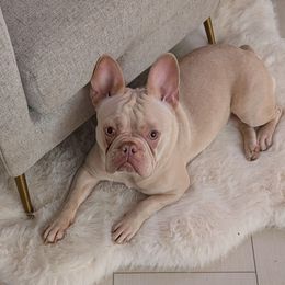 Cookie - French Bulldog