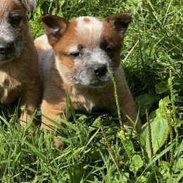 Red female 2 - Red mottled female Australian Cattle Dog puppy in Apollo, Pennsylvania from Circle V Ranch Cattle Dogs